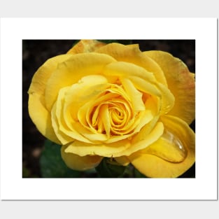 Yellow Rose Posters and Art